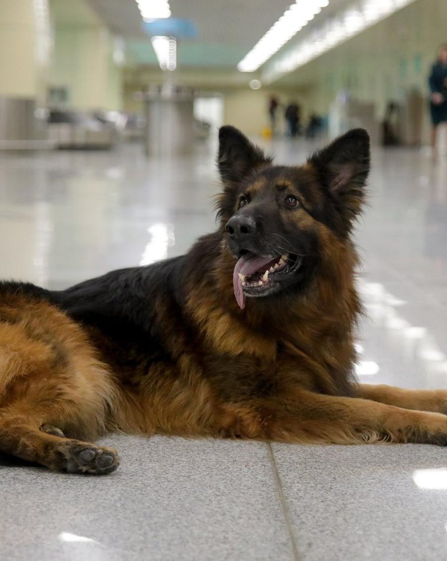 Собака отправляется на пенсию, а ты нет: пушистого работника Домодедовской таможни проводили на заслуженный отдых