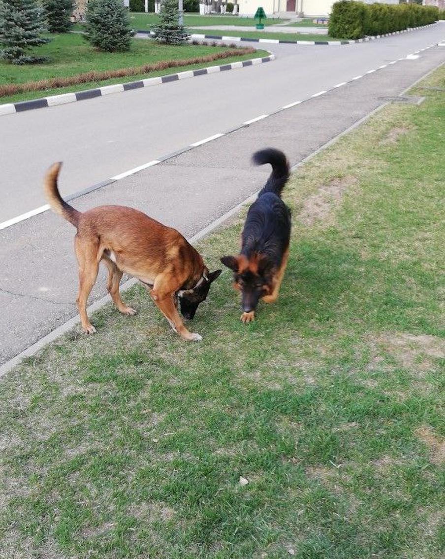 Джанго и Зевс поначалу боролись за лидерство, но в итоге стали добрыми приятелями.