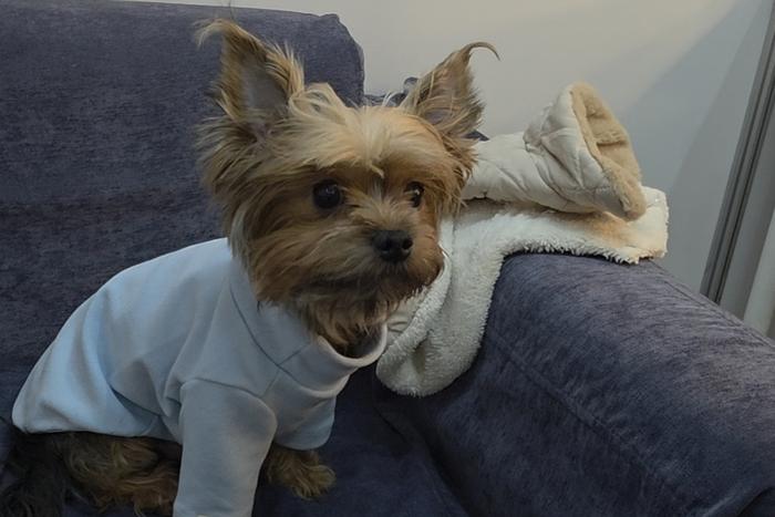 Любимец Александра Панайотова.