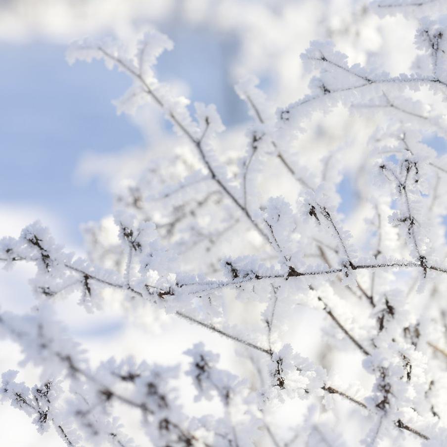 Тишковец рассказал о 30-градусных морозах в Подмосковье в ночь на среду. В Подмосковье стремительно похолодало. В ночь на среду столбик термометра опустился до рекордно низких значений. По информации ведущего специалиста центра погоды "Фобос" Евгения Тишковца, самая низкая температура воздуха была зафиксирована в Серебряных Прудах — -29,5 °C