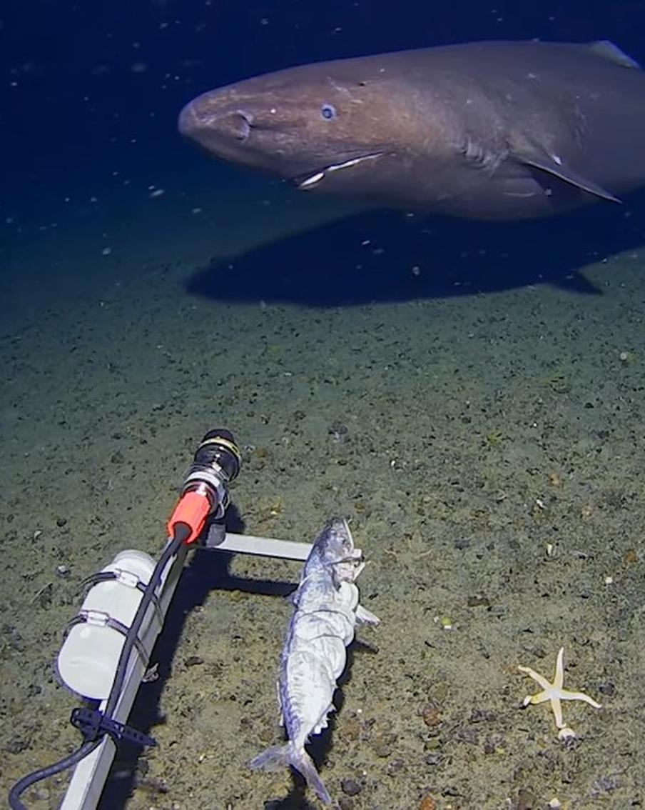 Учёные впервые в истории обнаружили акулу в ледяных водах Антарктики. Исследователи из Университета Западной Австралии зафиксировали на видео глубоководную акулу, обитающую у морского дна в районе Южных Шетландских островов, что меняет представление о распространении этих хищников