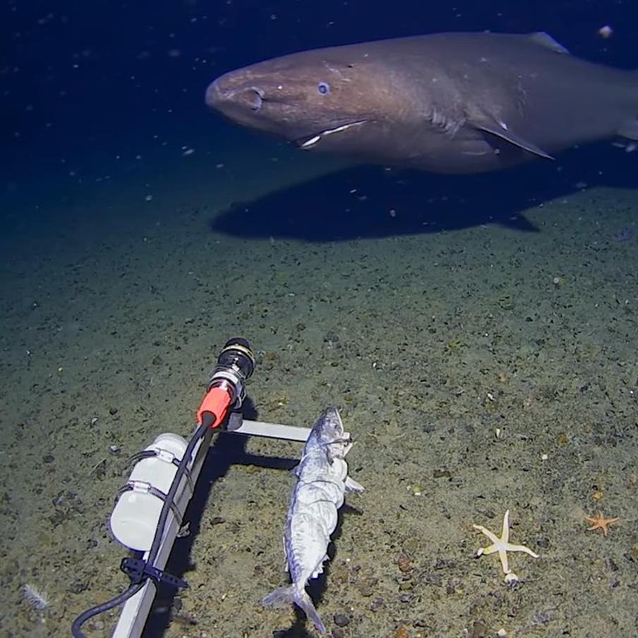 Учёные впервые в истории обнаружили акулу в ледяных водах Антарктики. Исследователи из Университета Западной Австралии зафиксировали на видео глубоководную акулу, обитающую у морского дна в районе Южных Шетландских островов, что меняет представление о распространении этих хищников