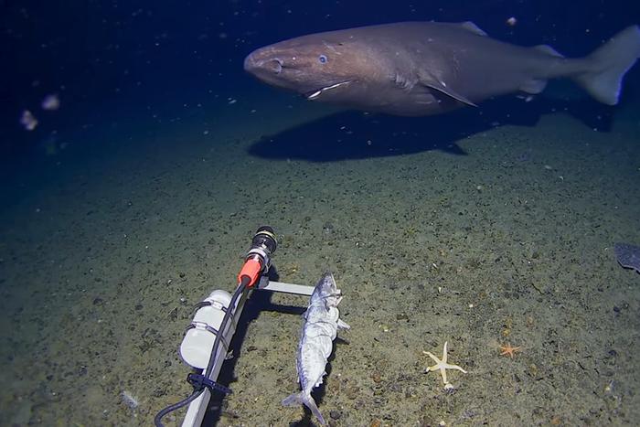 Почему раньше акул не находили в Антарктике