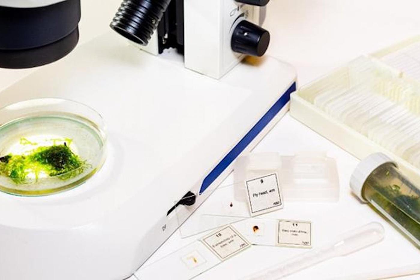 Взрослые и дети смогут изучить крохотнные микроорганизмы на мастер-классе "Микромир".