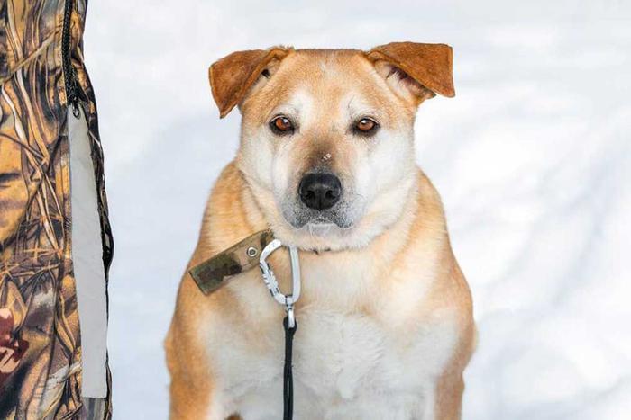 Юные жители столицы выберут имена для трёх собак из приюта "Биозона"