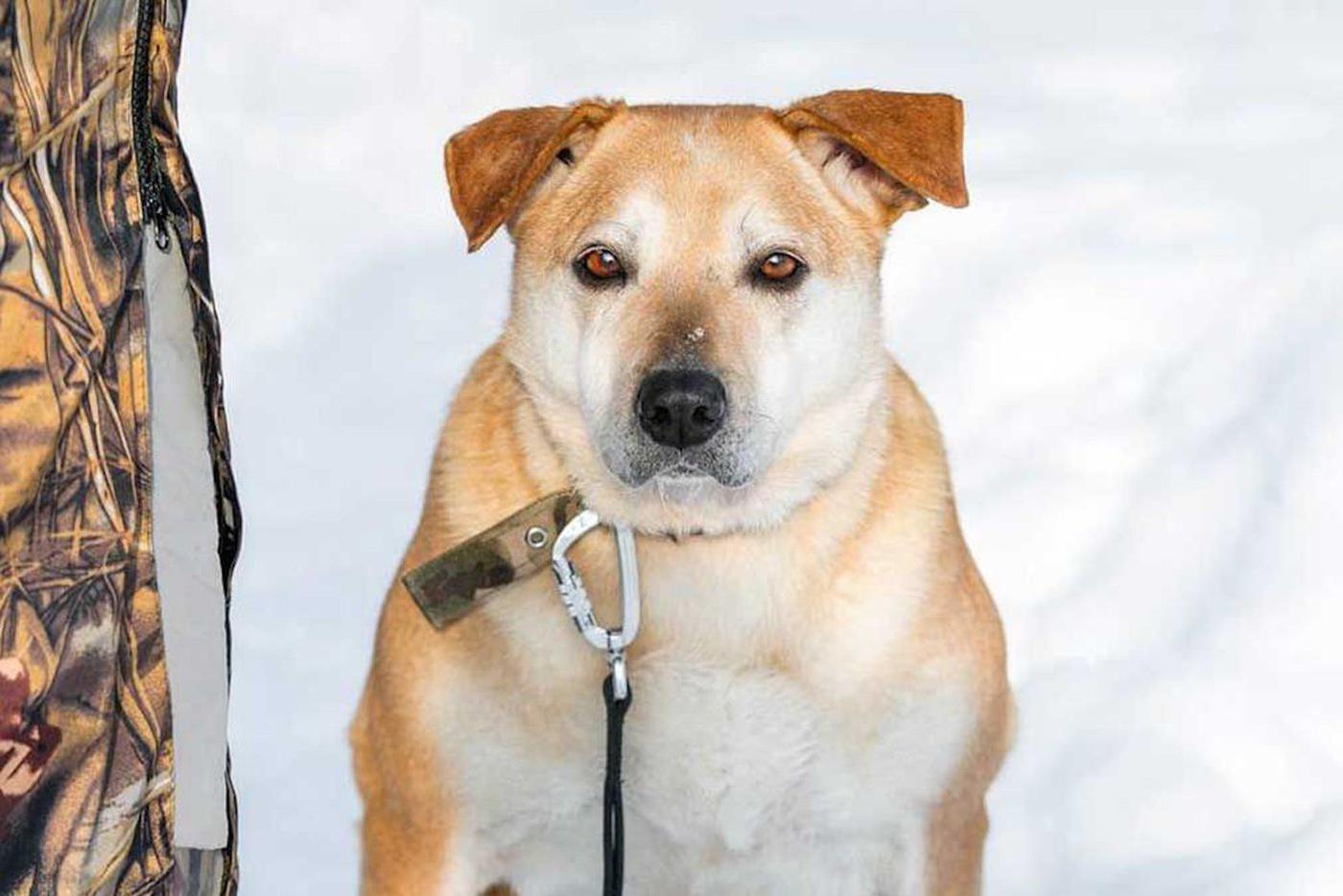 Юные жители столицы выберут имена для трёх собак из приюта "Биозона"