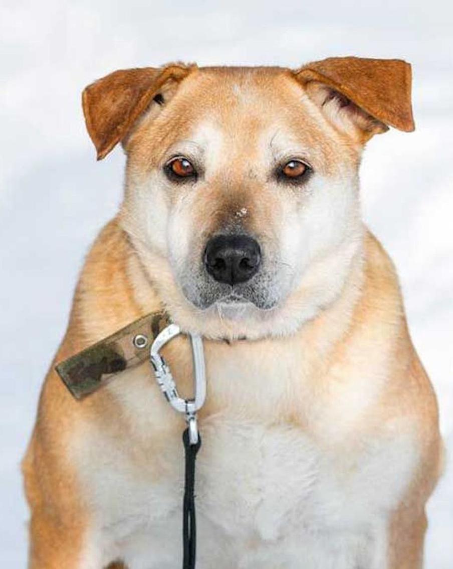 Юные жители столицы выберут имена для трёх собак из приюта "Биозона"