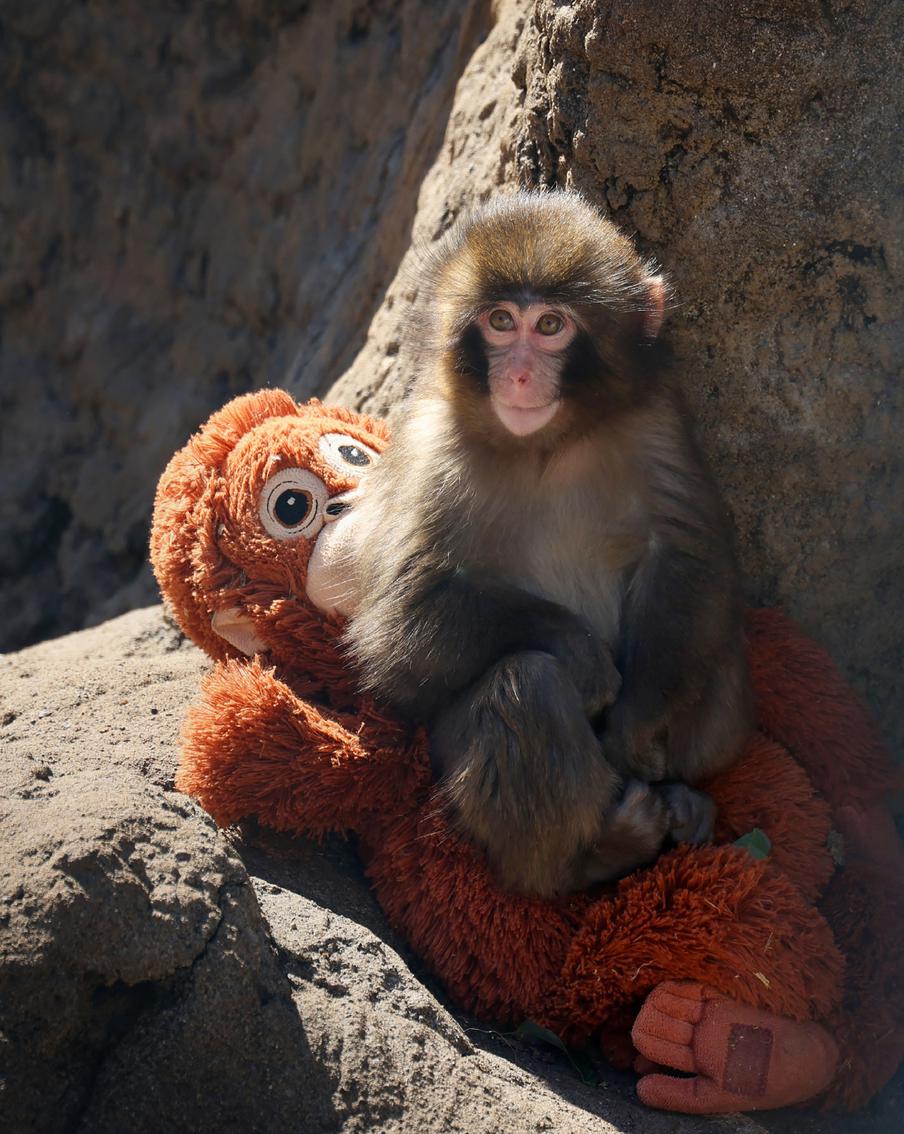 Макака и её плюшевый мишка