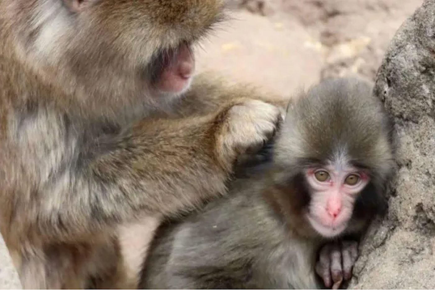 Панчу вычёсывают блох, но пока до "материнской" нежности ещё далеко