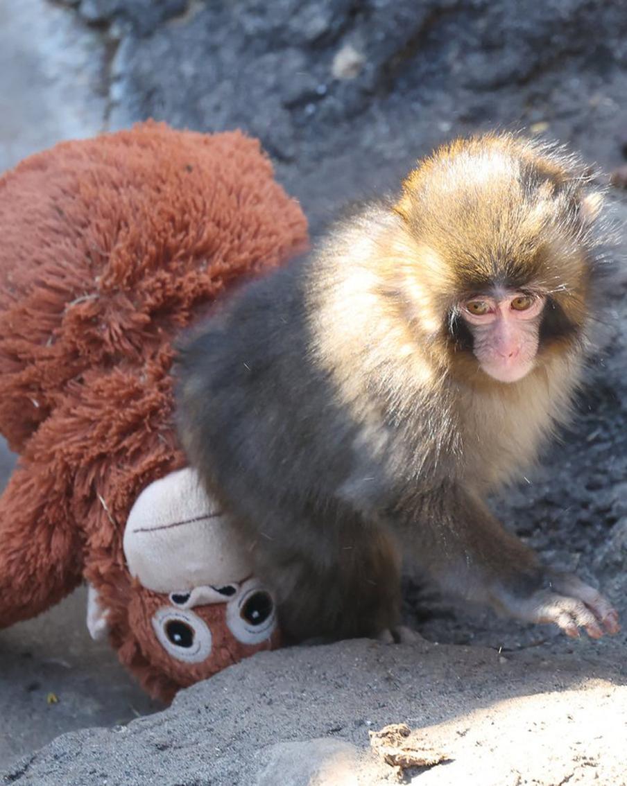 Сироту Панчу впервые обняли в зоопарке: история, которая растрогала мир