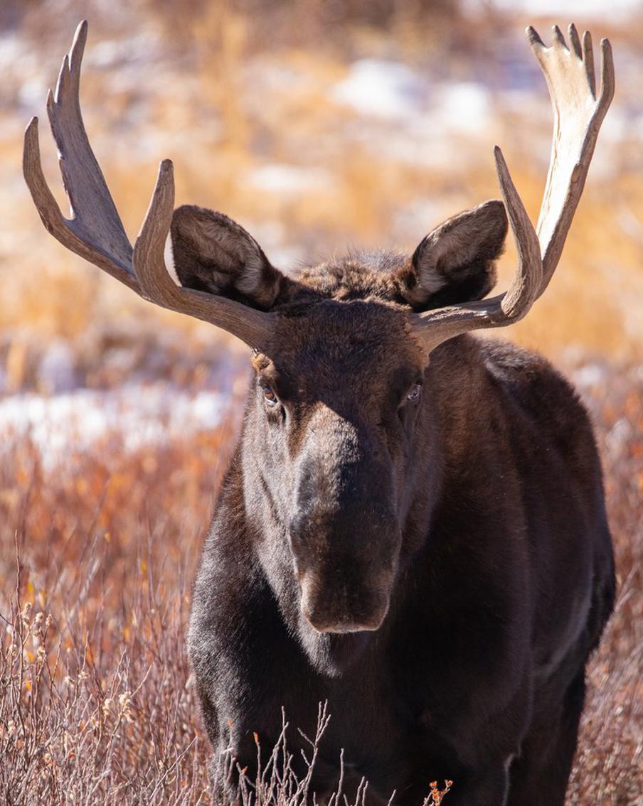 Из-за роста популяции лоси всё чаще объявляются в Подмосковье. Что послужило причиной их появления в населённых пунктах?