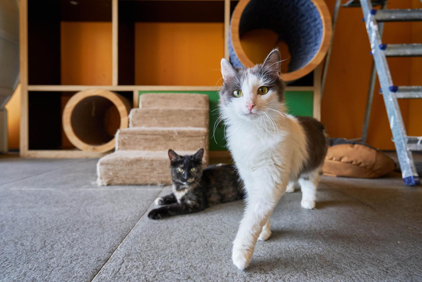 Замхудрука Театра кошек сделал пожертвование в поддержку бездомных животных через сервис "Моспитомец"