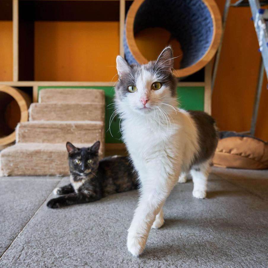 Дмитрий Куклачёв поддержал бездомных животных через сервис "Моспитомец". Заместитель художественного руководителя Театра кошек Куклачёва сделал пожертвование через "Моспитомец" в День кошек