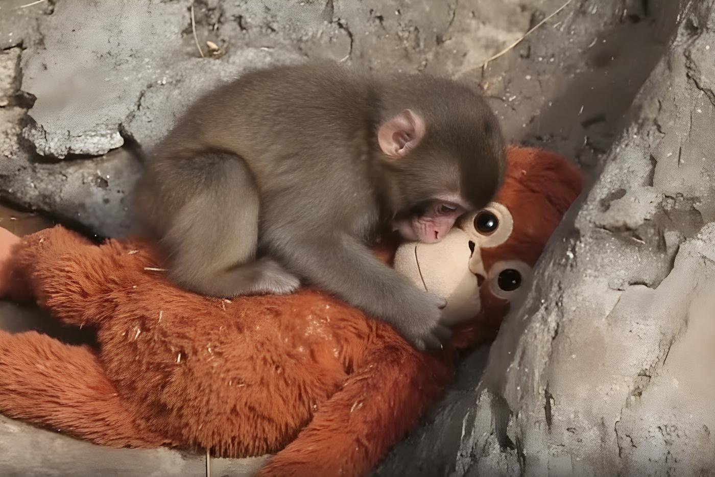 В Московском зоопарке раскрыли тайну Панча и сообщили: отбирать игрушку нельзя