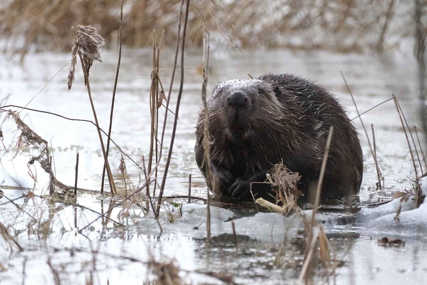"У хаски мощная хватка": на набережной Москвы-реки собака растерзала бобрёнка