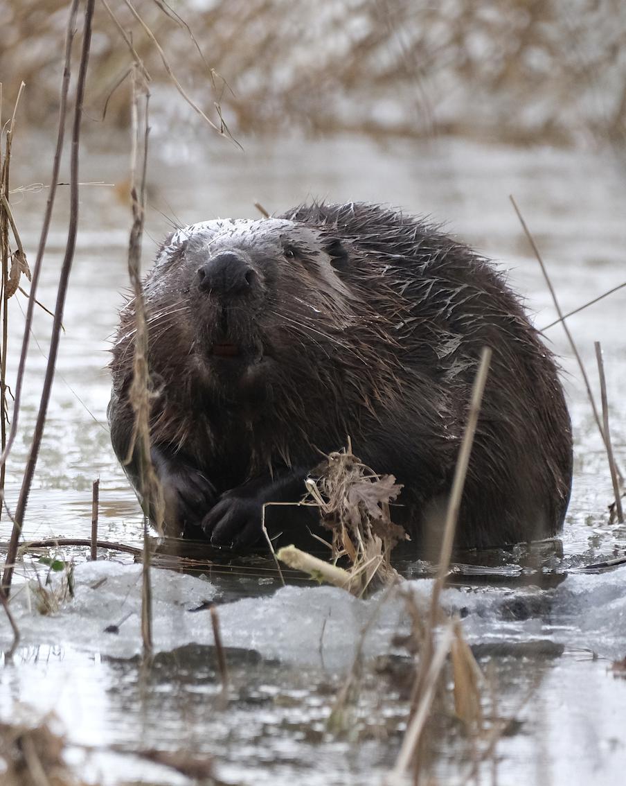 "У хаски мощная хватка": на набережной Москвы-реки собака растерзала бобрёнка