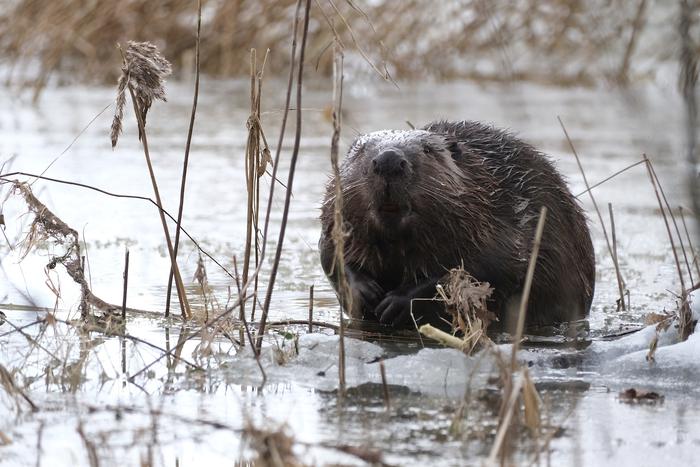 "У хаски мощная хватка": на набережной Москвы-реки собака растерзала бобрёнка