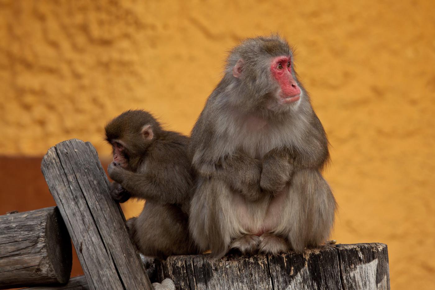 В будущем Панч наверняка наладит отношения с сородичами и начнёт вести обычную жизнь.
