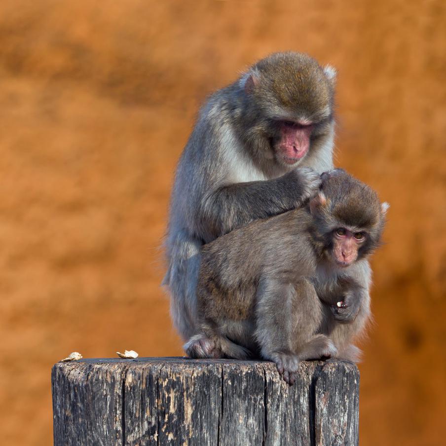 Макаки – животные социальные, им очень важно быть в группе.