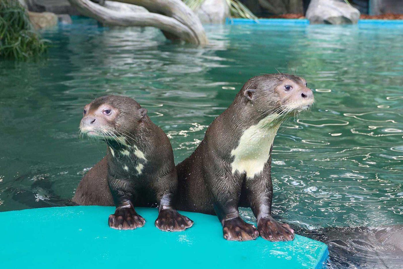 В прошлом году коллекцию Московского зоопарка пополнили 30 уникальных животных