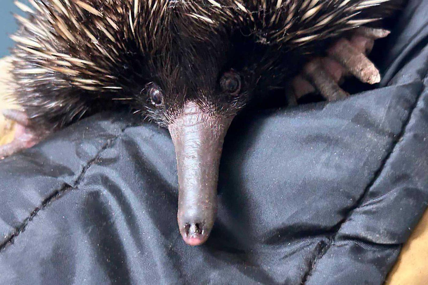 Ночной зверёк осваивается на новом месте.