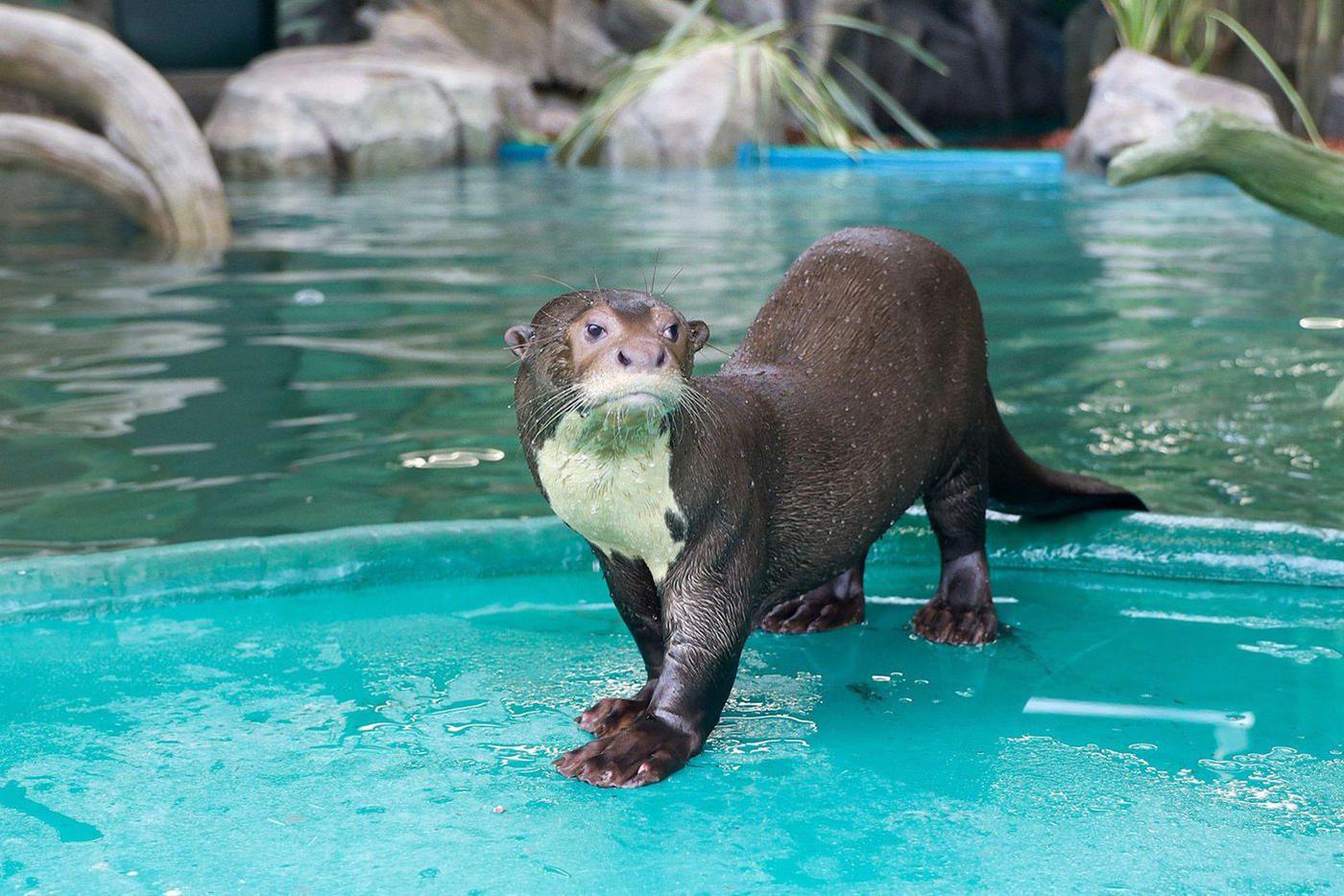 Выдра смотрит на всех свысока.