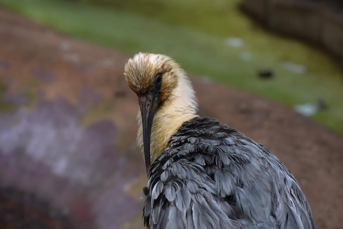 Экзотическая птица чистит пёрышки.