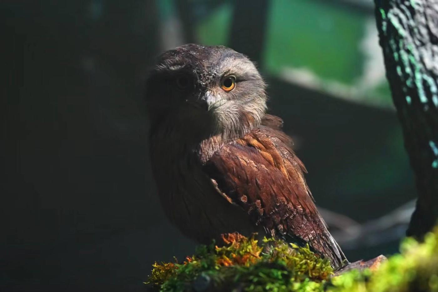 Улыбчивой птице тоже весело от названия, которое ей дали люди.