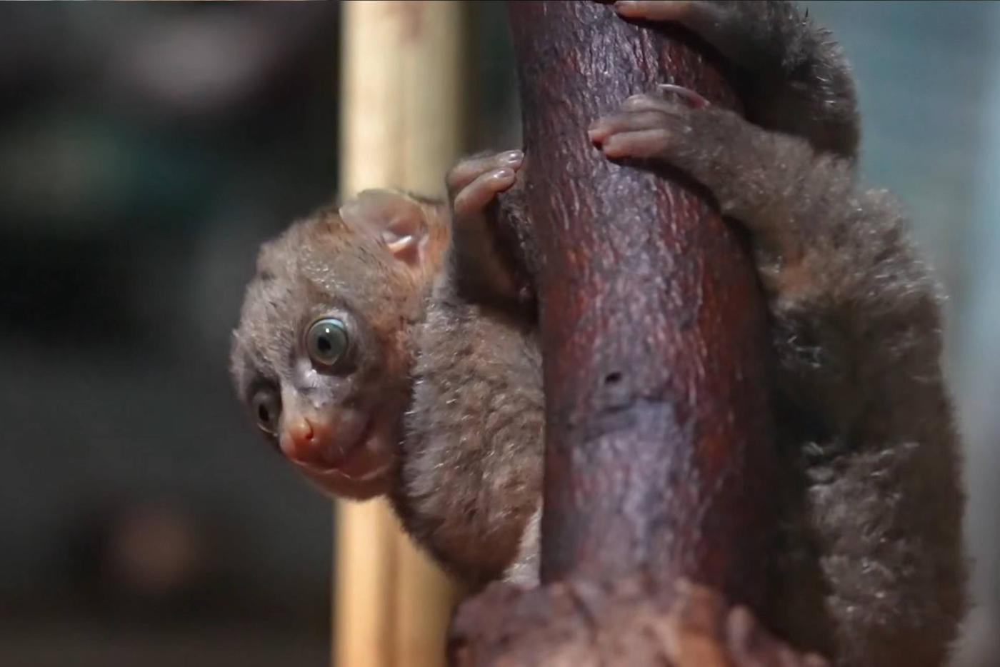 Малыш любит ползать по веткам и обедать насекомыми.