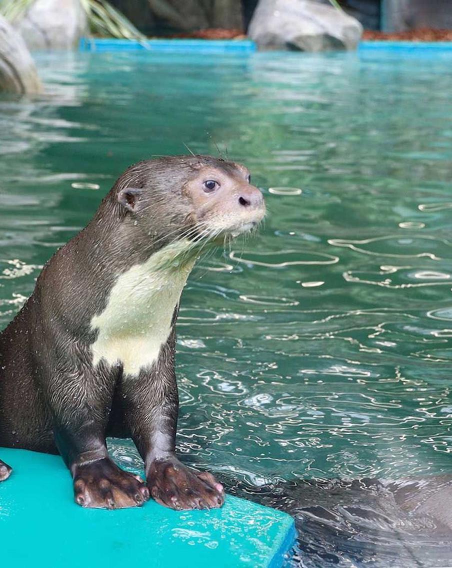Ценное приобретение: какие уникальные животные пополнили коллекцию Московского зоопарка