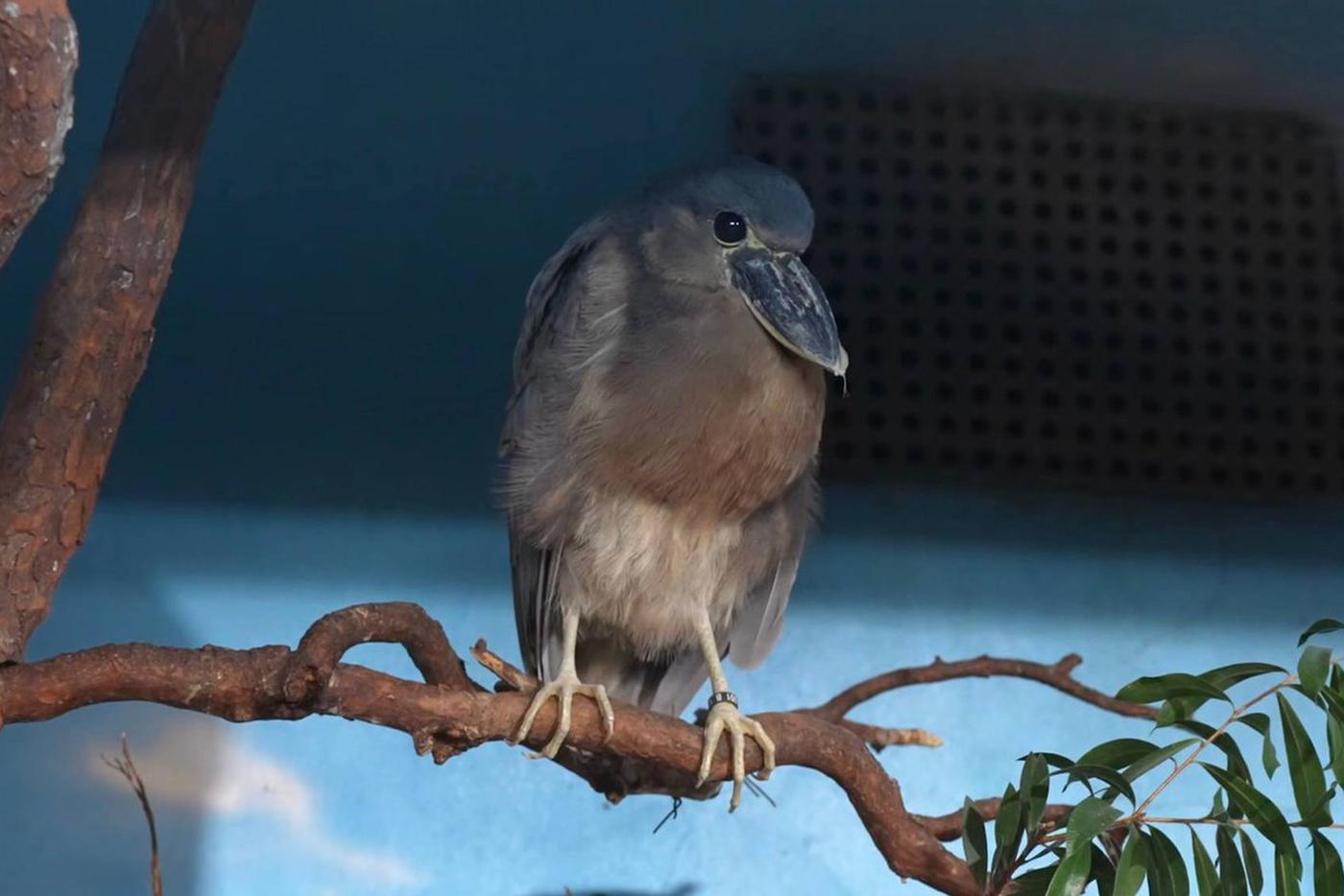 Иначе челноклюва называют ночной цаплей.