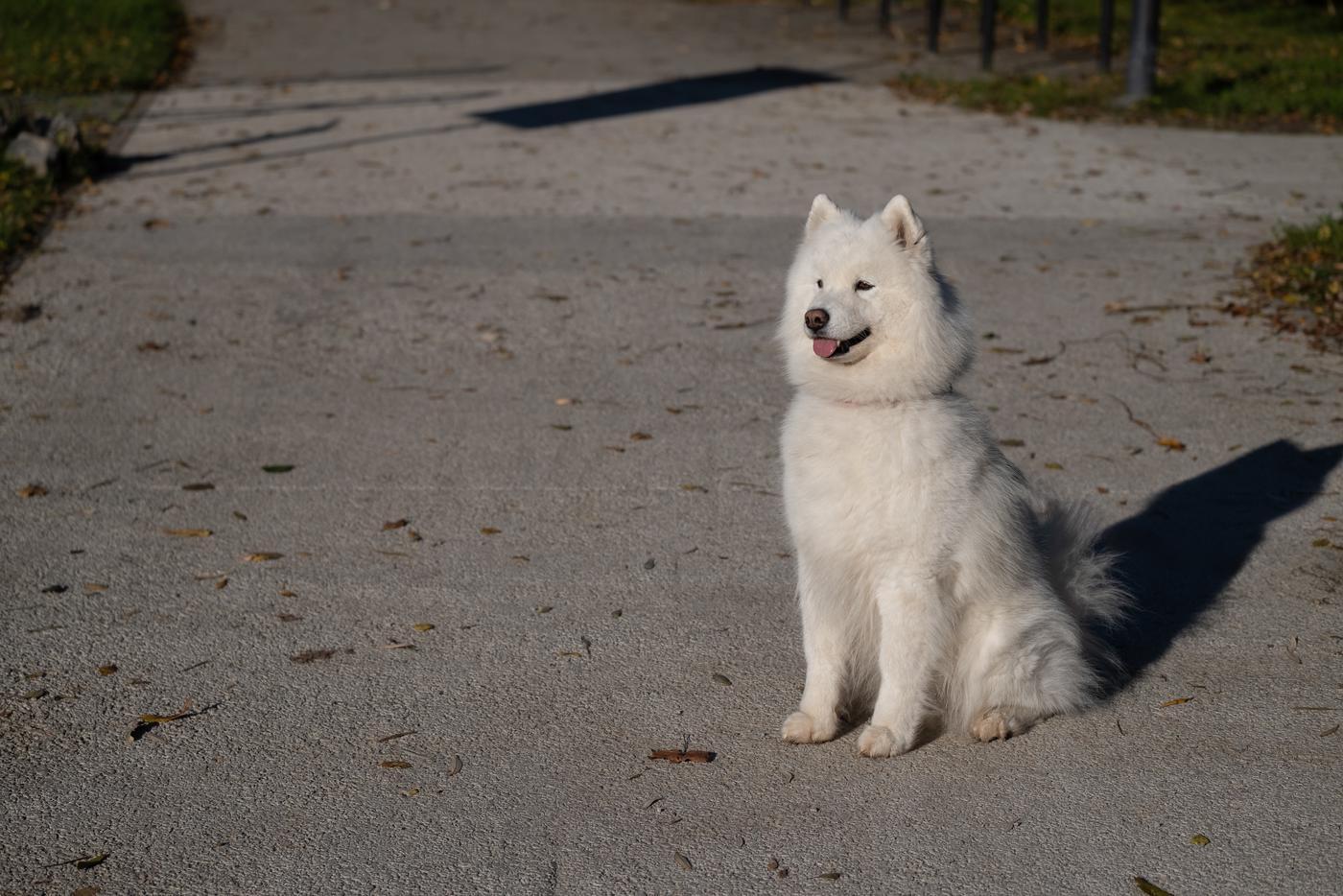 Вроде бы и не спутать с мешком, но более размытый контур, снег вокруг и вечернее освещение – и задача уже не такая простая.