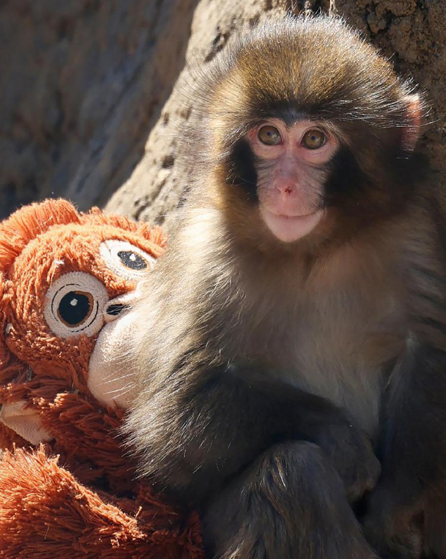 Знаменитая японская макака Панч обрела счастье и стала героем компьютерной игры