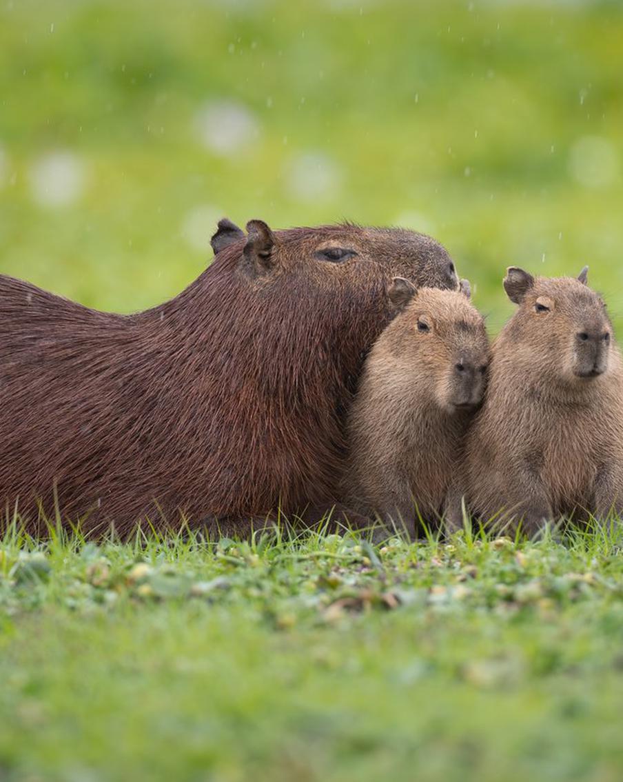 Зоопаркам России может понадобиться до 3 тысяч капибар. Российские зоопарки испытывают заметный интерес к капибарам на фоне их растущей популярности. По оценкам специалистов, для формирования пар и семей в зоопарках страны может потребоваться несколько тысяч этих животных