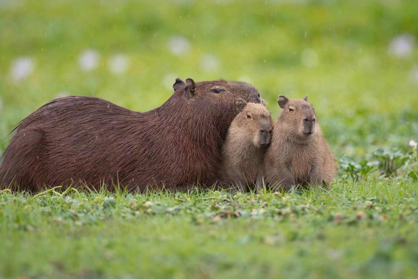 Зоопаркам России может понадобиться до 3 тысяч капибар