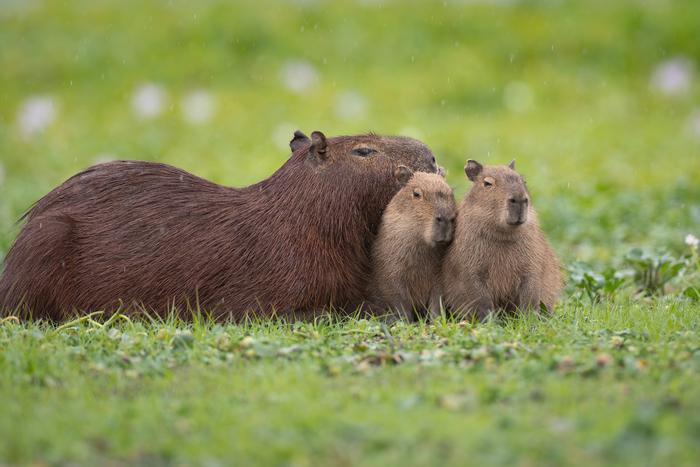 Почему российские зоопарки хотят получить больше капибар