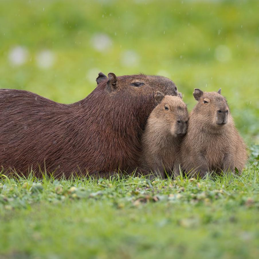 Зоопаркам России может понадобиться до 3 тысяч капибар. Российские зоопарки испытывают заметный интерес к капибарам на фоне их растущей популярности. По оценкам специалистов, для формирования пар и семей в зоопарках страны может потребоваться несколько тысяч этих животных