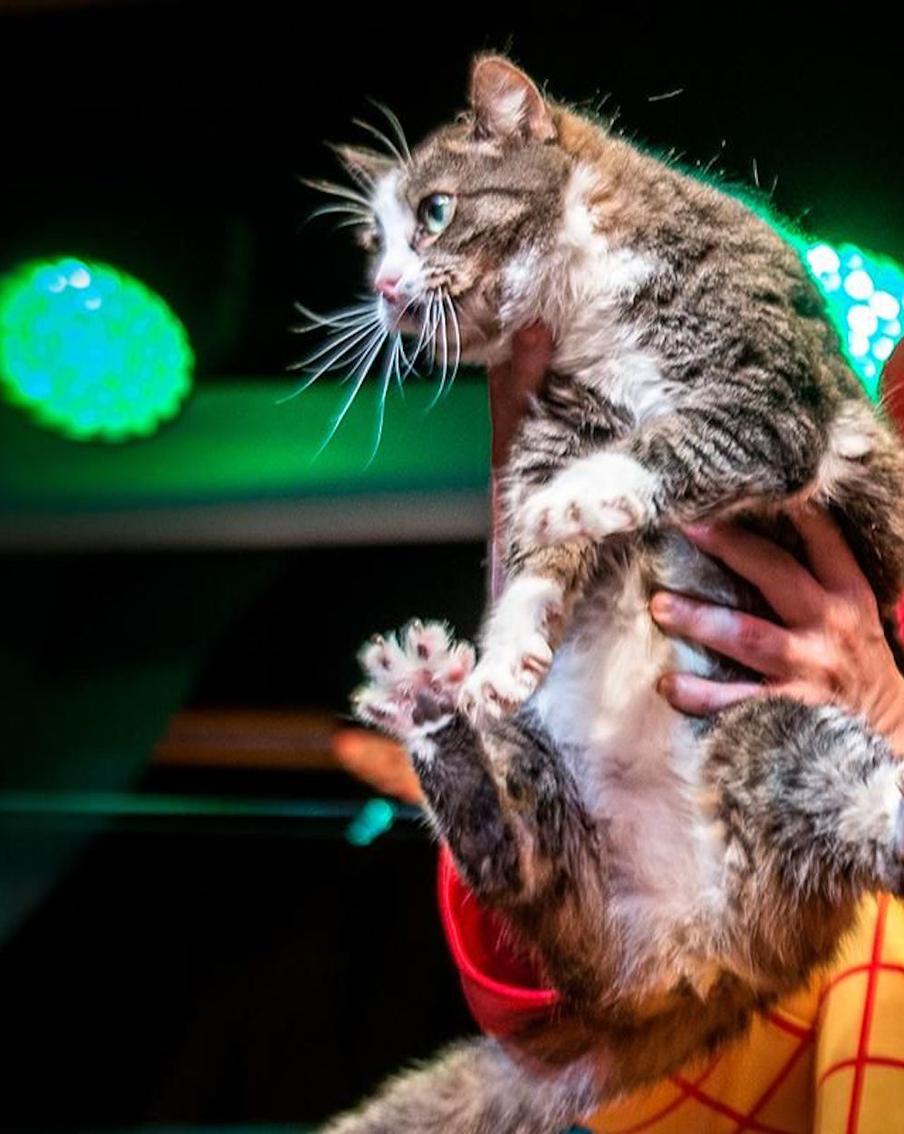 Спасённая из зоны СВО кошка Глуша впервые вышла на сцену Театра Куклачева