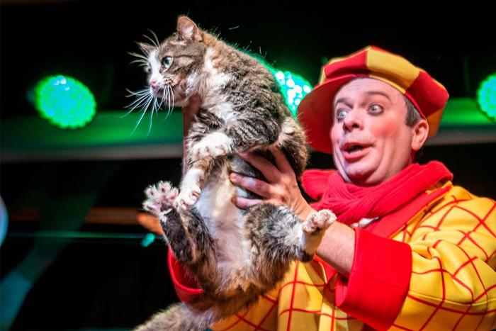 Спасённая из зоны СВО кошка Глуша впервые вышла на сцену Театра Куклачева