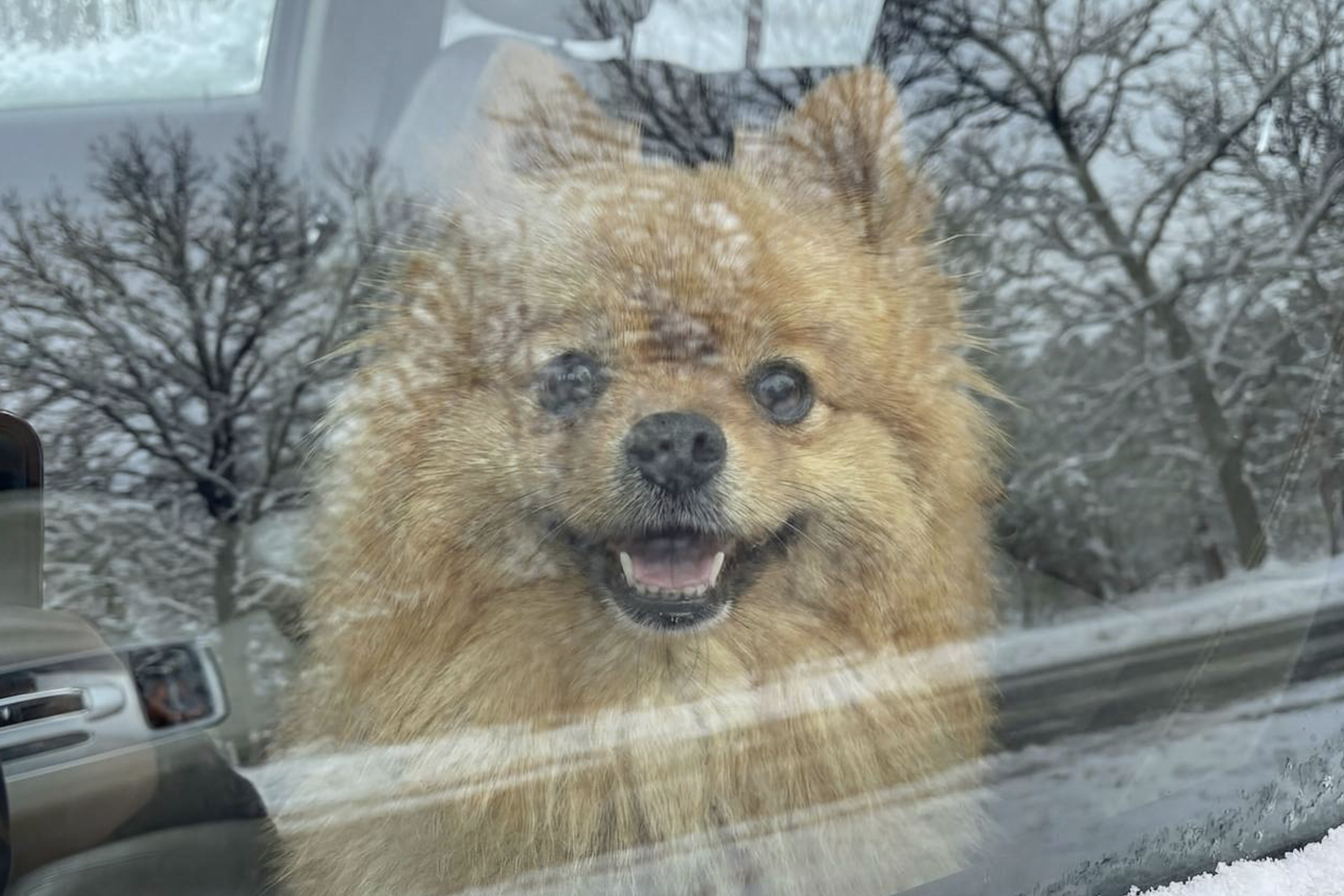 Максим Ликсутов призвал московских водителей не оставлять домашних животных в автомобилях