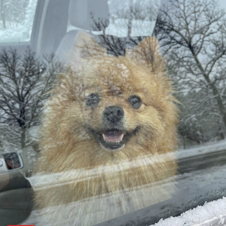Максим Ликсутов призвал московских водителей не оставлять домашних животных в автомобилях