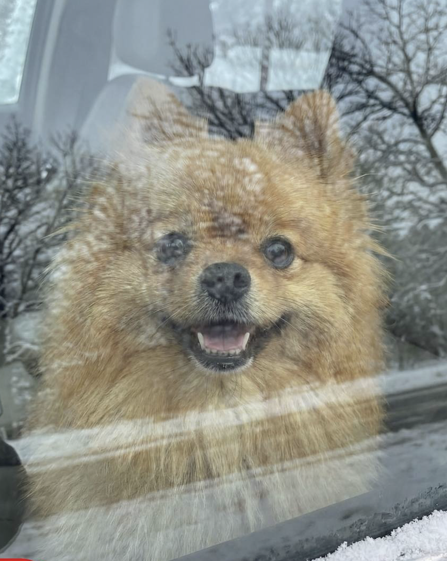 Максим Ликсутов призвал московских водителей не оставлять домашних животных в автомобилях
