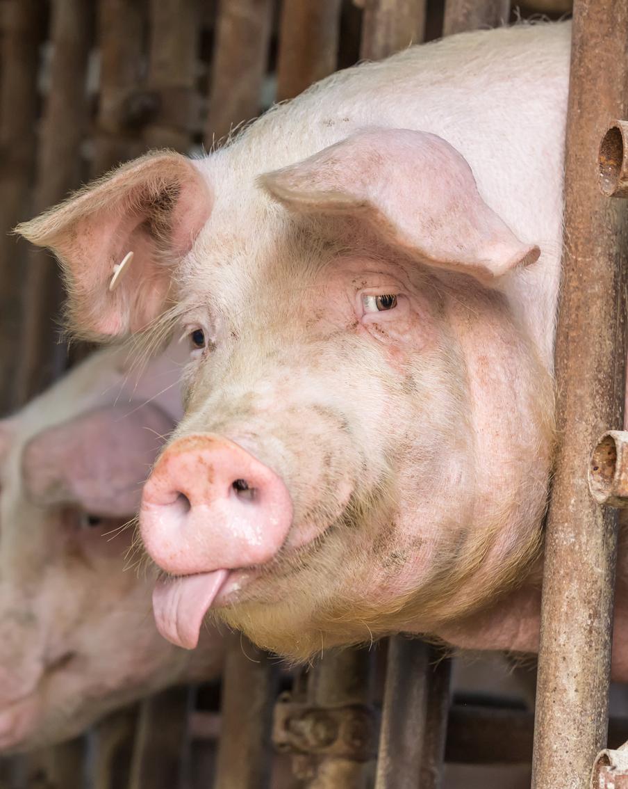 Власти Новосибирской области зафиксировали вспышку бешенства в регионе. В Новосибирской области из-за вспышки бешенства ведётся изъятие домашнего скота. Кроме того, в регионе зафиксирован очаг пастереллёза