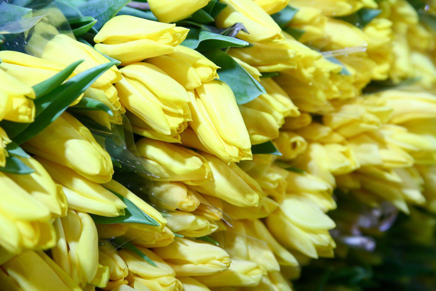 "Женщины ― высший Божий дар": Киркоров, Сухоруков, Гуляев и другие звезды поздравляют с 8 марта