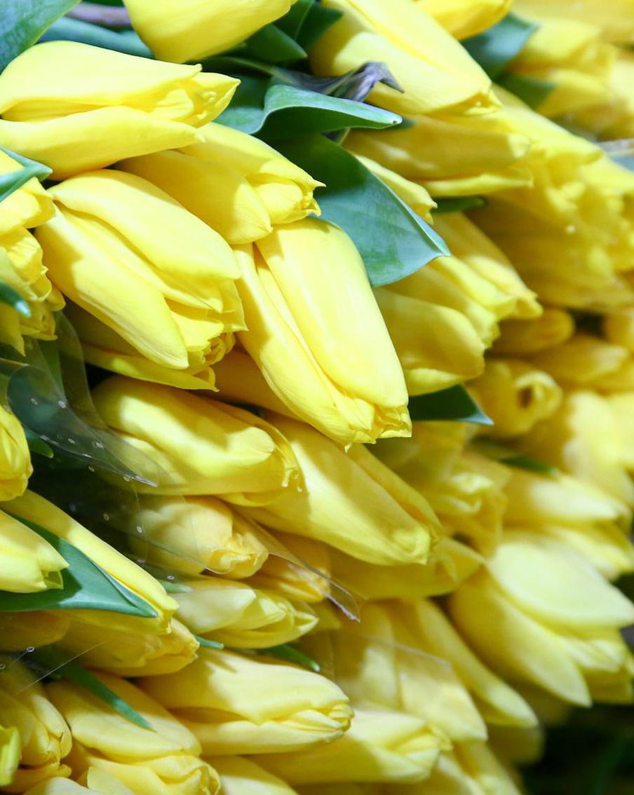 "Женщины ― высший Божий дар": Киркоров, Сухоруков, Гуляев и другие звезды поздравляют с 8 марта