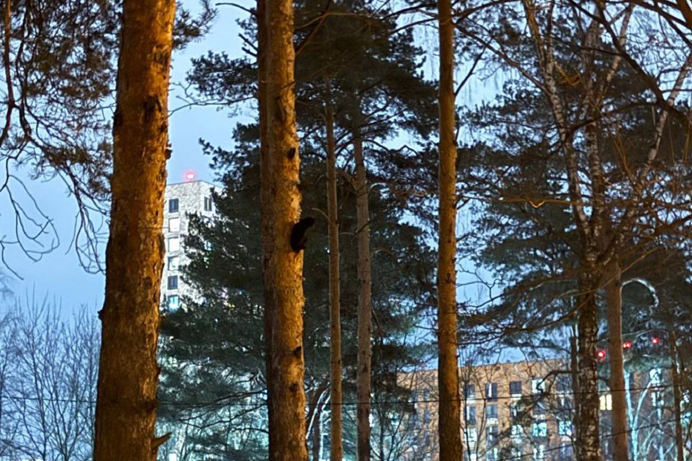 "Облейте сосну валерьянкой": как в Москве спасли забравшегося на дерево кота