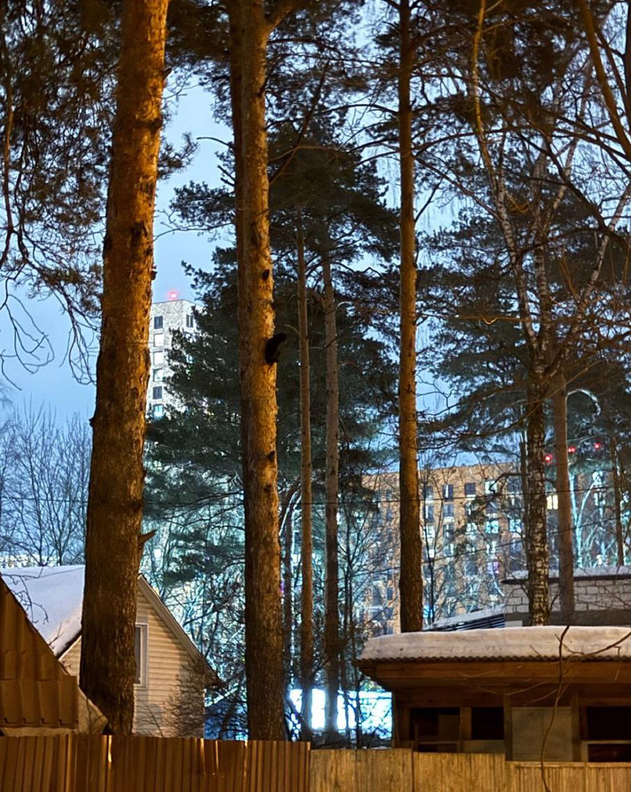 "Облейте сосну валерьянкой": как в Москве спасли забравшегося на дерево кота