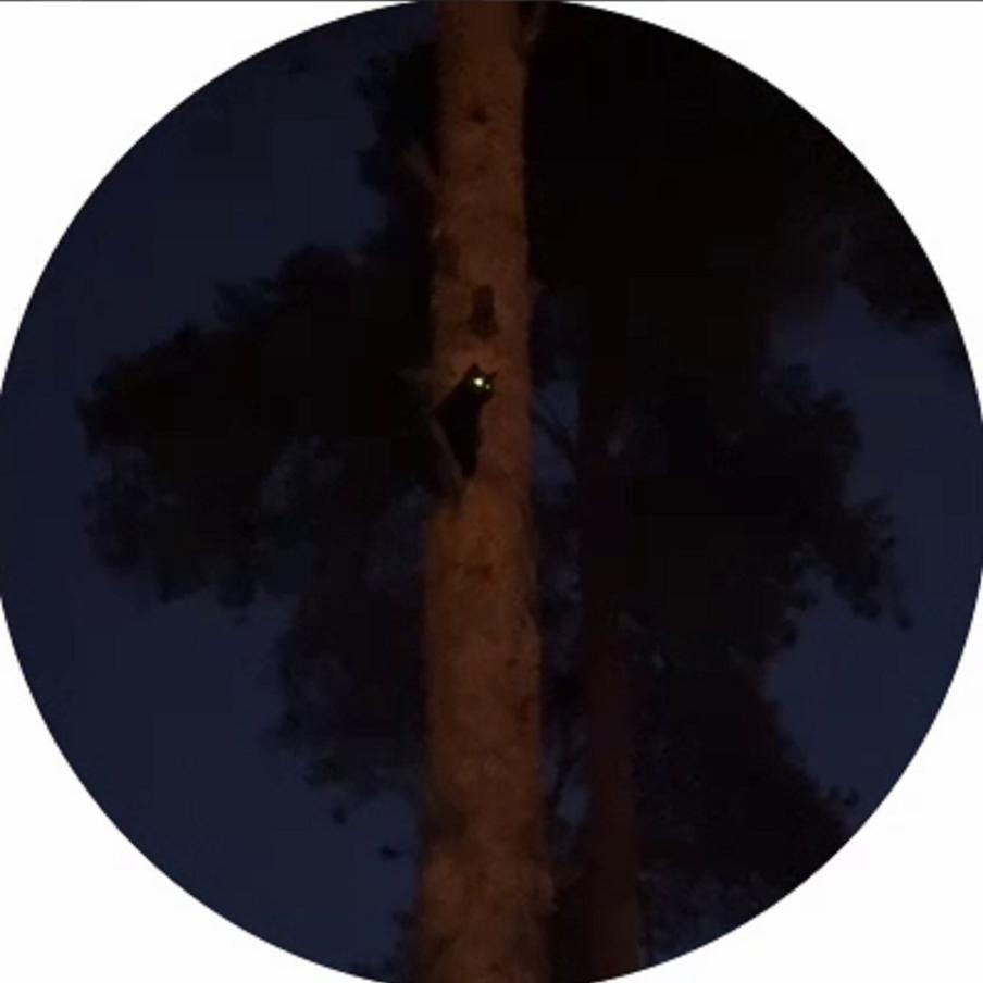 Кот спускается