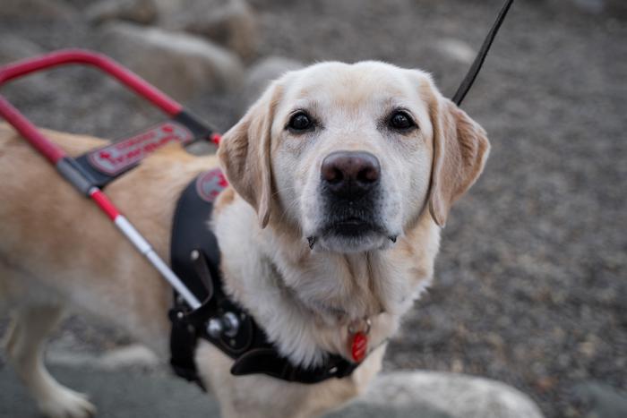 Первый ГОСТ для собак-поводырей появился в России