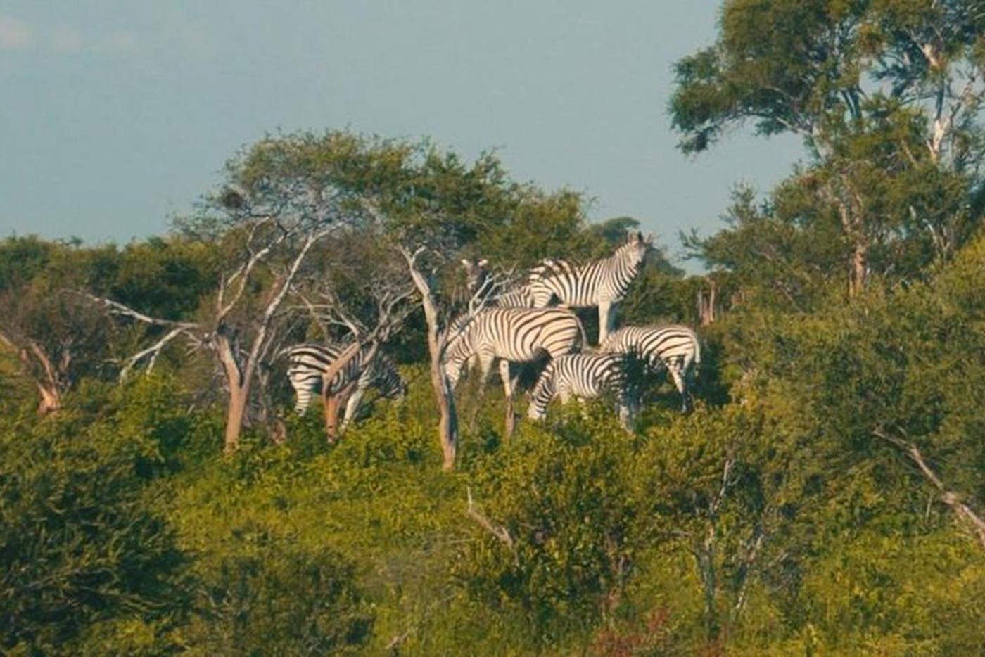 Днём животных можно увидеть не часто, они прячутся от людей